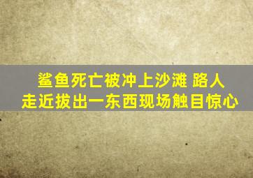 鲨鱼死亡被冲上沙滩 路人走近拔出一东西现场触目惊心